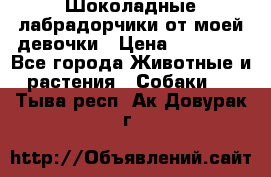 Шоколадные лабрадорчики от моей девочки › Цена ­ 25 000 - Все города Животные и растения » Собаки   . Тыва респ.,Ак-Довурак г.